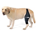 Protector de Rodilla para Perros - Artrosis o Lesión de Ligamentos Cruzados