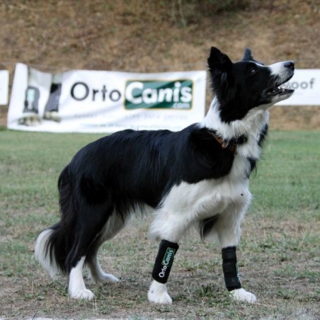 Muñequera para Perros