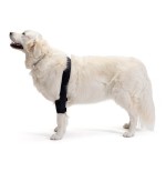 Protector de Codo para Perros