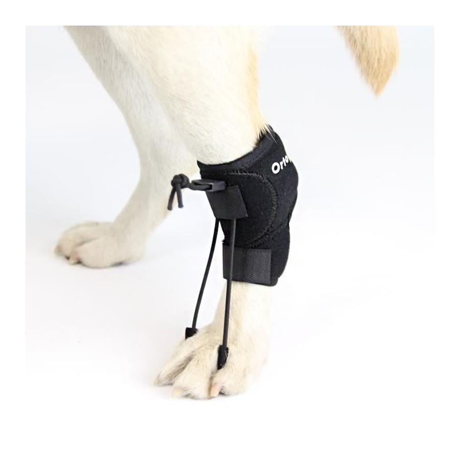 Corrector Propioceptivo para Perros