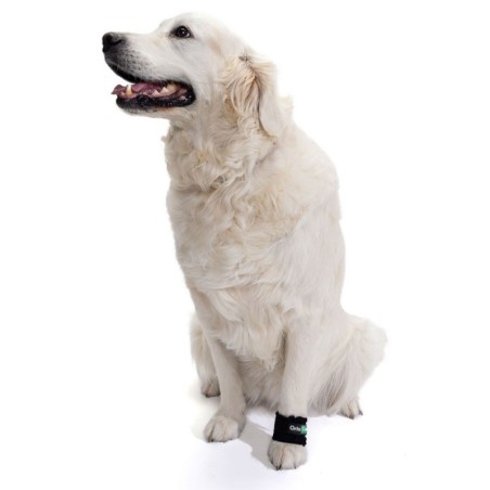 Pesas para Fortalecer la Musculatura en Perros
