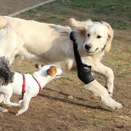 Órtesis de Codo para Perros