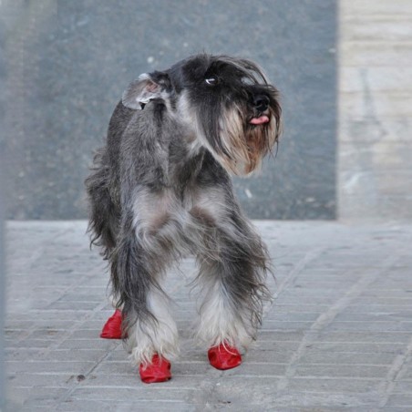 Botas para Perros de Caucho Pawz