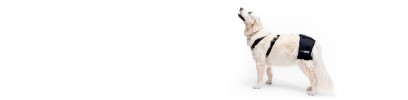 Órtesis para perros