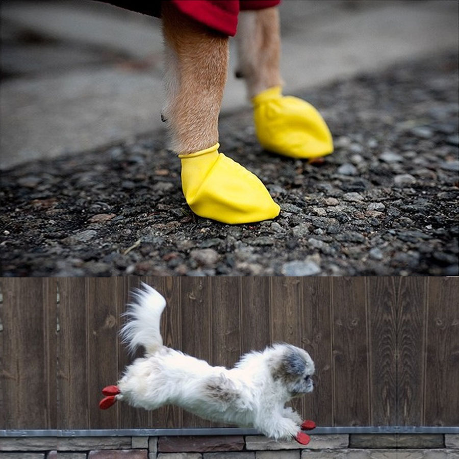 Botas de caucho para perros