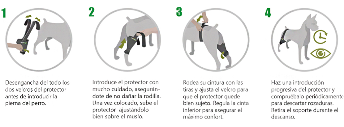 Colocación del Inmovilizador de rodilla para perros