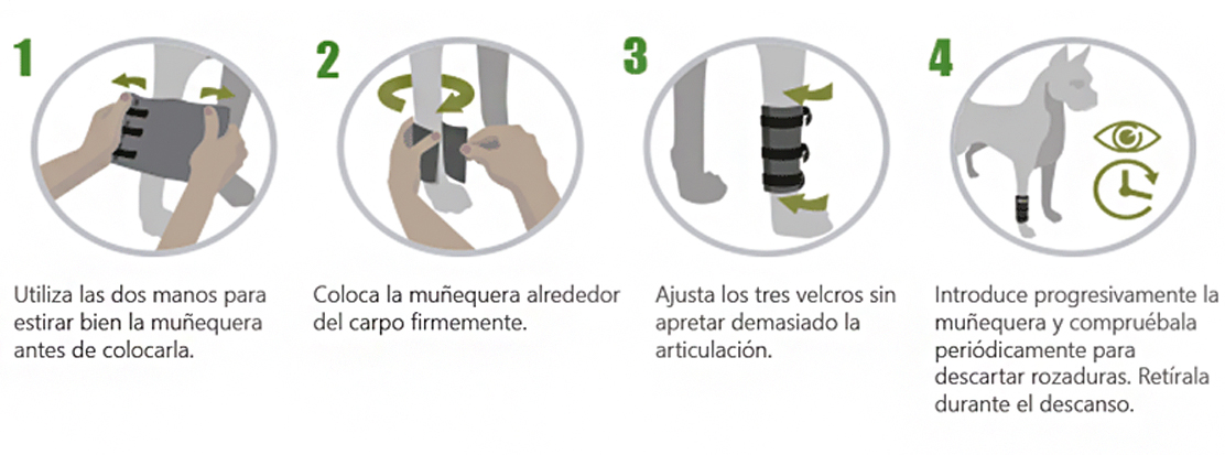 Colocación de la muñequera para perros