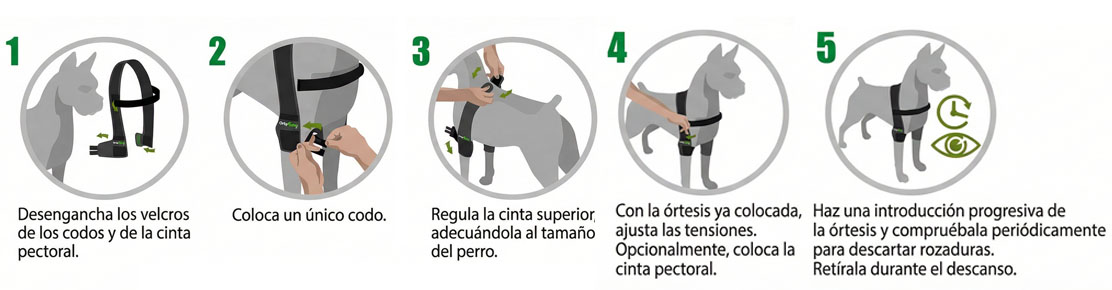 Como colocar la órtesis de codo canina