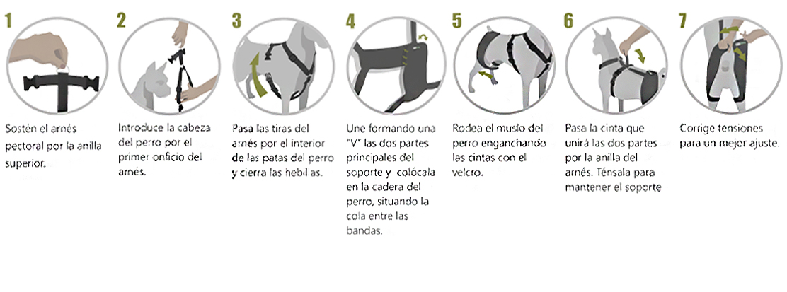 Como colocar soporte de cadera para perros