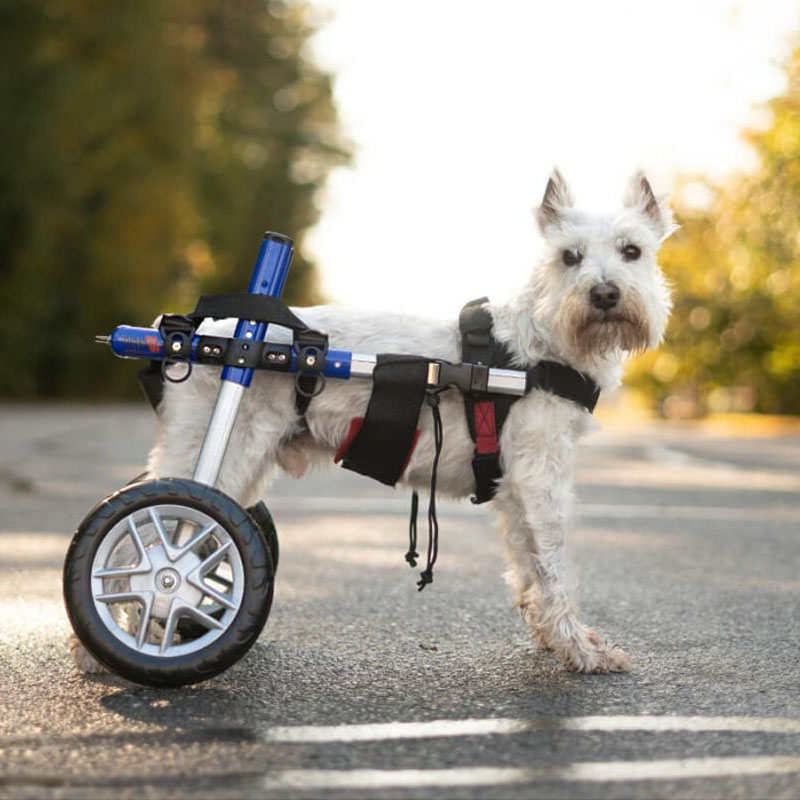 Silla de ruedas para perros pequenos